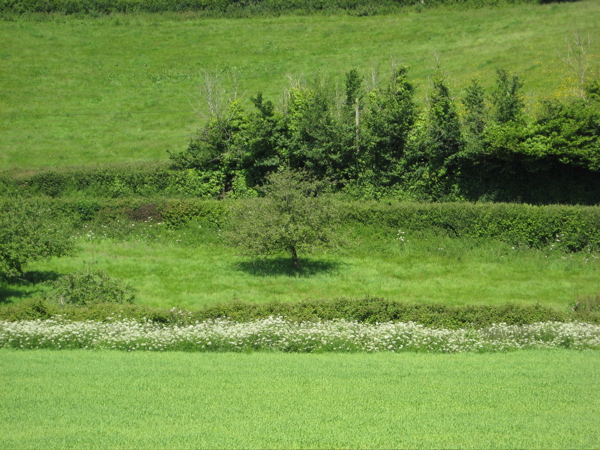 Aller Valley, Dawlish 1 Aller Valley, Dawlish 1