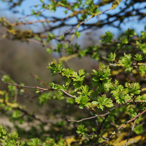 hawthorn-warren