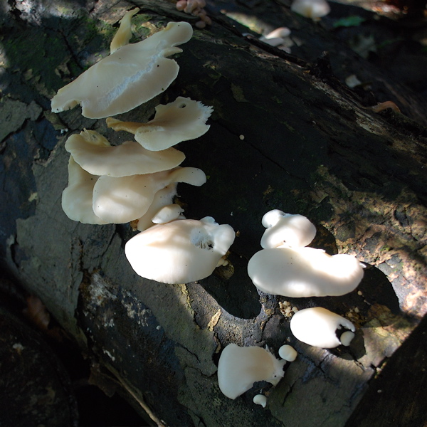 oyster-mushroom oyster-mushroom