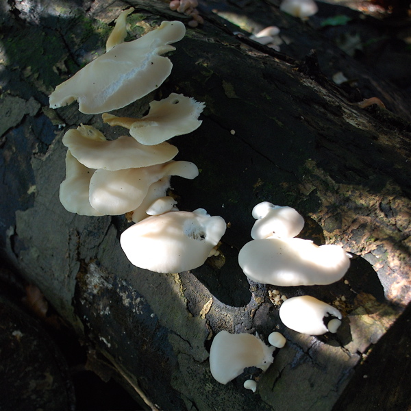 oyster-mushroom