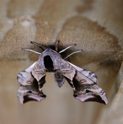 poplar-hawk-moth-1 poplar-hawk-moth-1