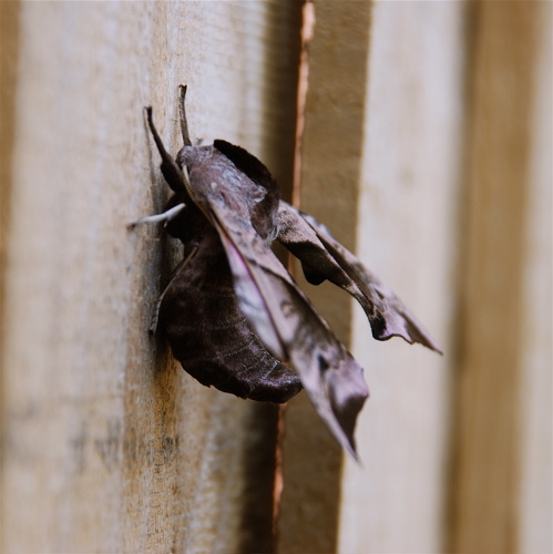 poplar-hawk-moth-2 poplar-hawk-moth-2