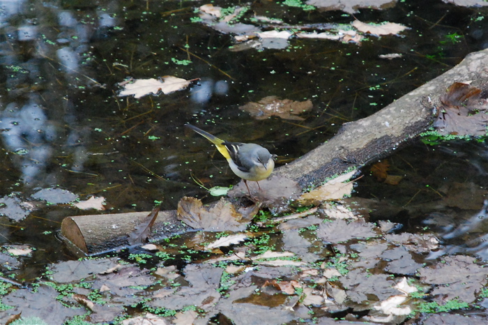 *Wagtail - Park