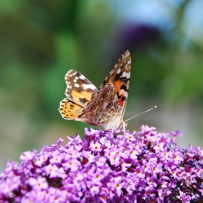 Painted Lady - T+L's garden