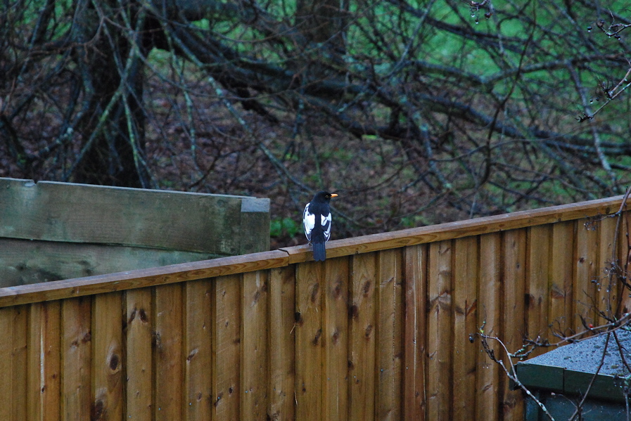 Albinistic blackbird - garden