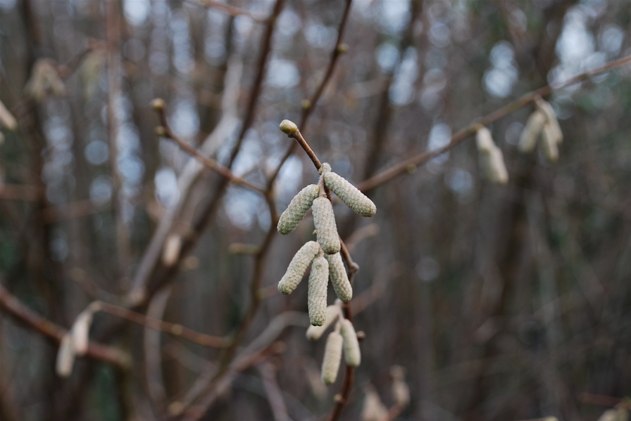 Hazel catkins - Oakhill