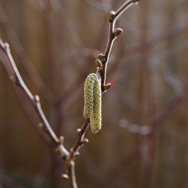 Hazel catkins - garden