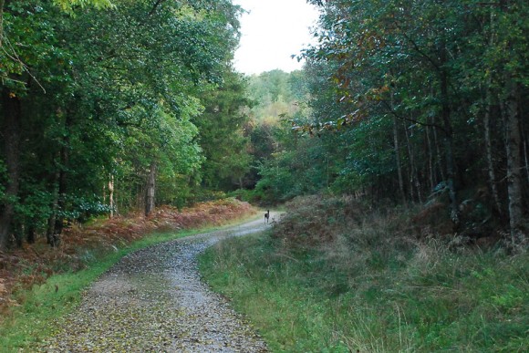 Haldon Forest - Deer Walk 3